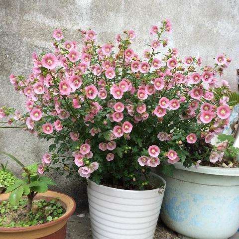 Can't grow flowers? Then raise a small hibiscus and burst the pot with hand flowers easily.