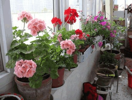 Master potted flower conservation 5 key points to help you handle 99% of potted flowers