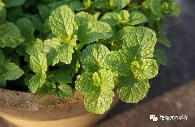 The Beginning of Autumn raised a pot of cool leaves to clear heat and dispel dryness after raising one pot.