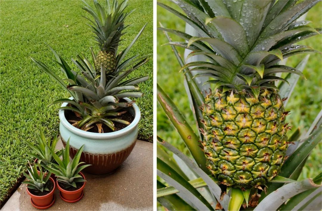 The crown of the pineapple was planted in the yard for three years, and finally it was eaten by a mouse.