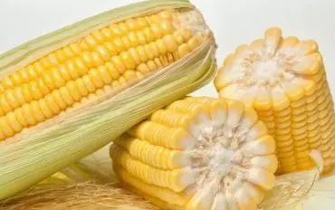 Which is more resistant to high temperature, red axis corn or white axis corn?