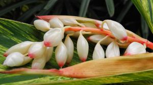 The difference between alpinia officinalis and Amomum villosum