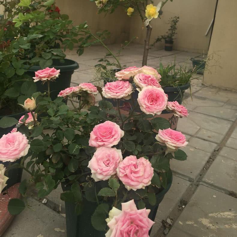 One of the two kinds of fertilizers for raising rose is indispensable.