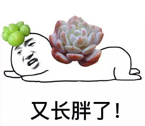 These succulent memes are funny and cute so that it is not embarrassing for you to chat.