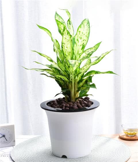 Dieffenbachia is bright and charming. Learn to raise it like this.