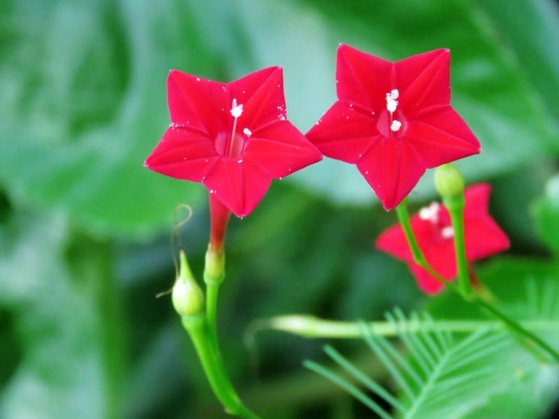 The bright flower on the five-star red flag-- the five-star flower