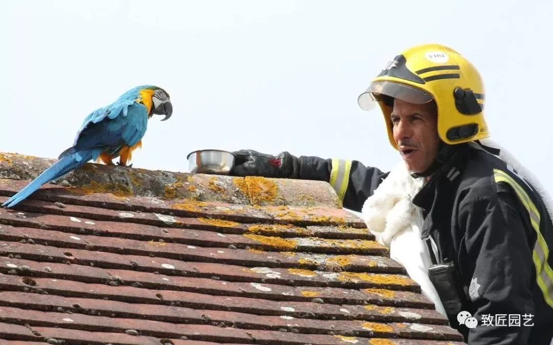 The parrot ran away from home for three days and three nights, swearing at the firefighters who came to the rescue.