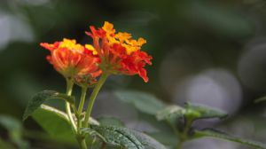 The difference between Lantana Camara and Ma Yingdan