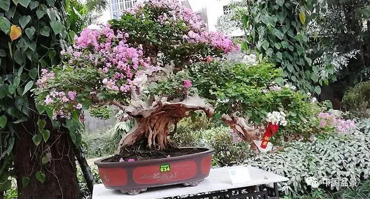 Guangxi Bagui bonsai stone appreciation exhibition is wonderful to welcome guests