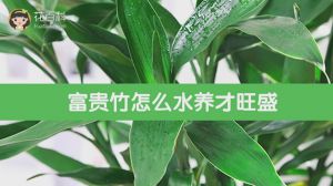 How can rich bamboo grow vigorously in water?