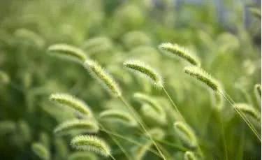 Why did dogtail grass not become a food in ancient times?