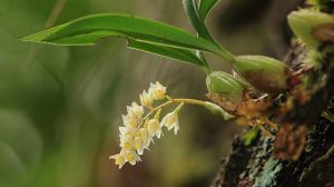 How to distinguish the fine leaf stone fairy peach