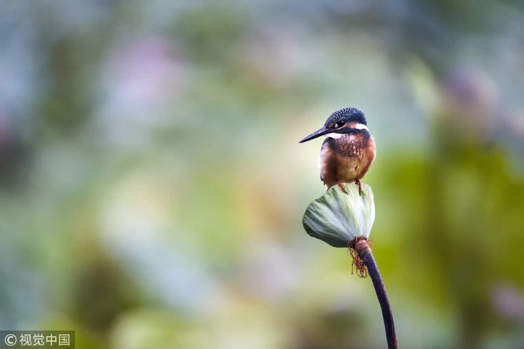 I said the lotus pod is not a fruit but a flower, right?