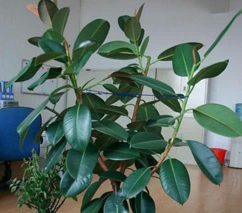 After breaking off the head of the rubber tree, pour some sprout water into three heads at a time for two months, regardless of the full basin.