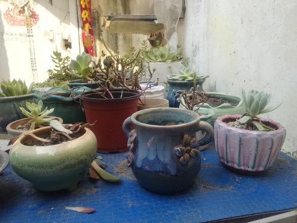 Are you saying that succulent plants are lazy plants? is your balcony empty this summer?