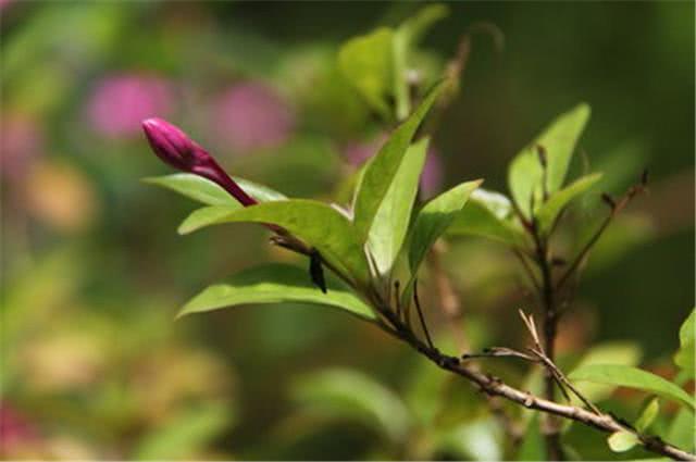 How to raise crocodile beak flowers? mastering this breeding skill, blooming can save lives.