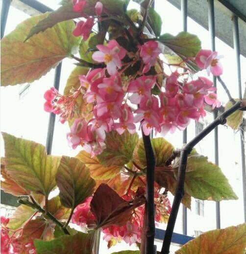 Three kinds of flowering kings plant a pot 365 days a year, keep blooming every day, neighbors have to plant too beautiful.