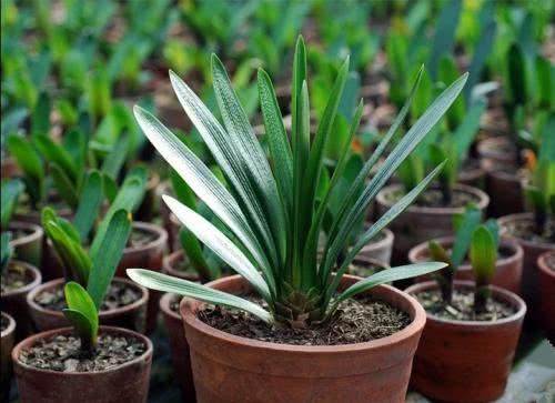 It's time to put autumn fat and pour oil leaves and green flowers into the pot and you can find a big tall one.