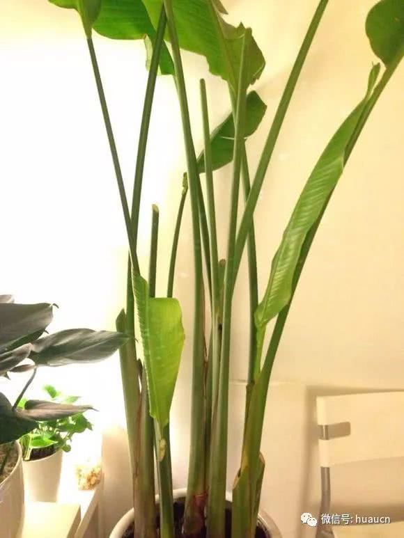 How to trim the bird of paradise?