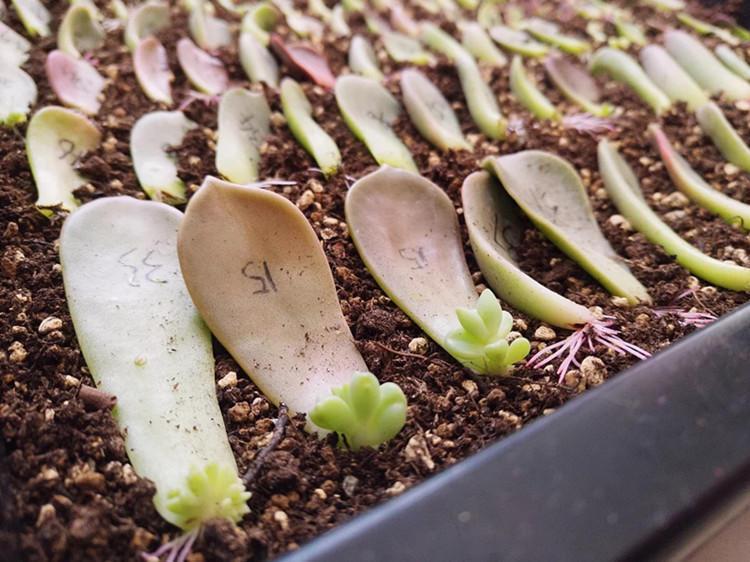 Don't say you don't know the way to blow up the succulent plant in autumn.