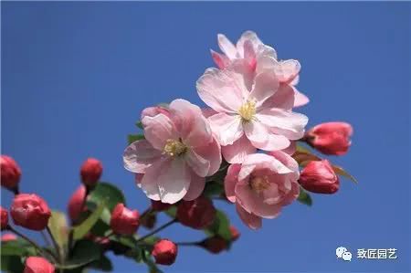 The making method of crabapple bonsai