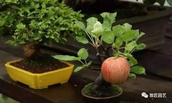 Production and Management of Apple Bonsai