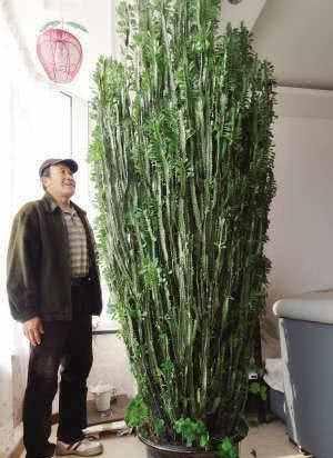 This kind of keel 3 meters high is very suitable for home potted plants, but everyone says it is better not to raise it.