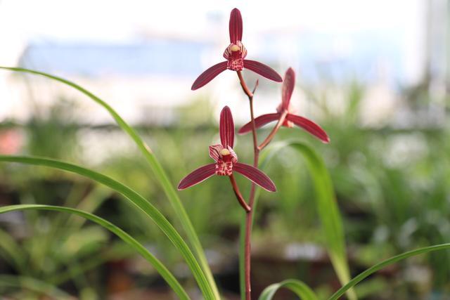 The most worthy orchid flowers have a long flowering period, which is cheap and easy to raise.