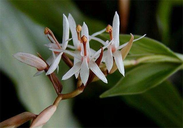 Ear-lip orchid watering method you have to understand that ear-lip orchid grows well