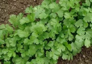 Now it's time to plant parsley and rub it before planting to sprout faster.