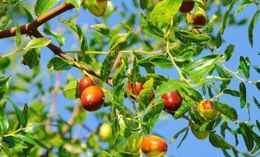 How to make winter jujube quickly fade green?