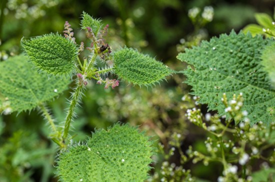 The delicious nettle grass that bites people in the country.