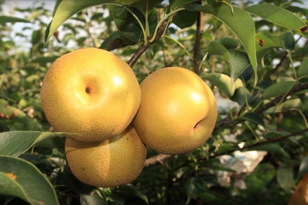 Is it necessary to use growth regulators in Gaojie pears? Experts: abstinence and prudent use, get rid of the myth of 