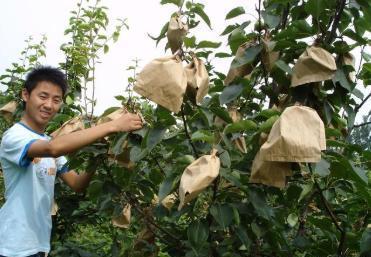 The sequelae of bagging fruit trees highlight whether fruit growers should continue to pack bags.