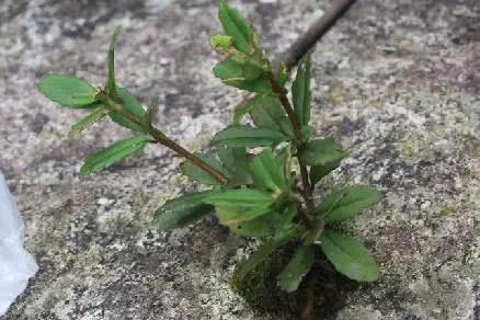 If this wild creature grows on the stones around your house, please don't get rid of the rare ones.