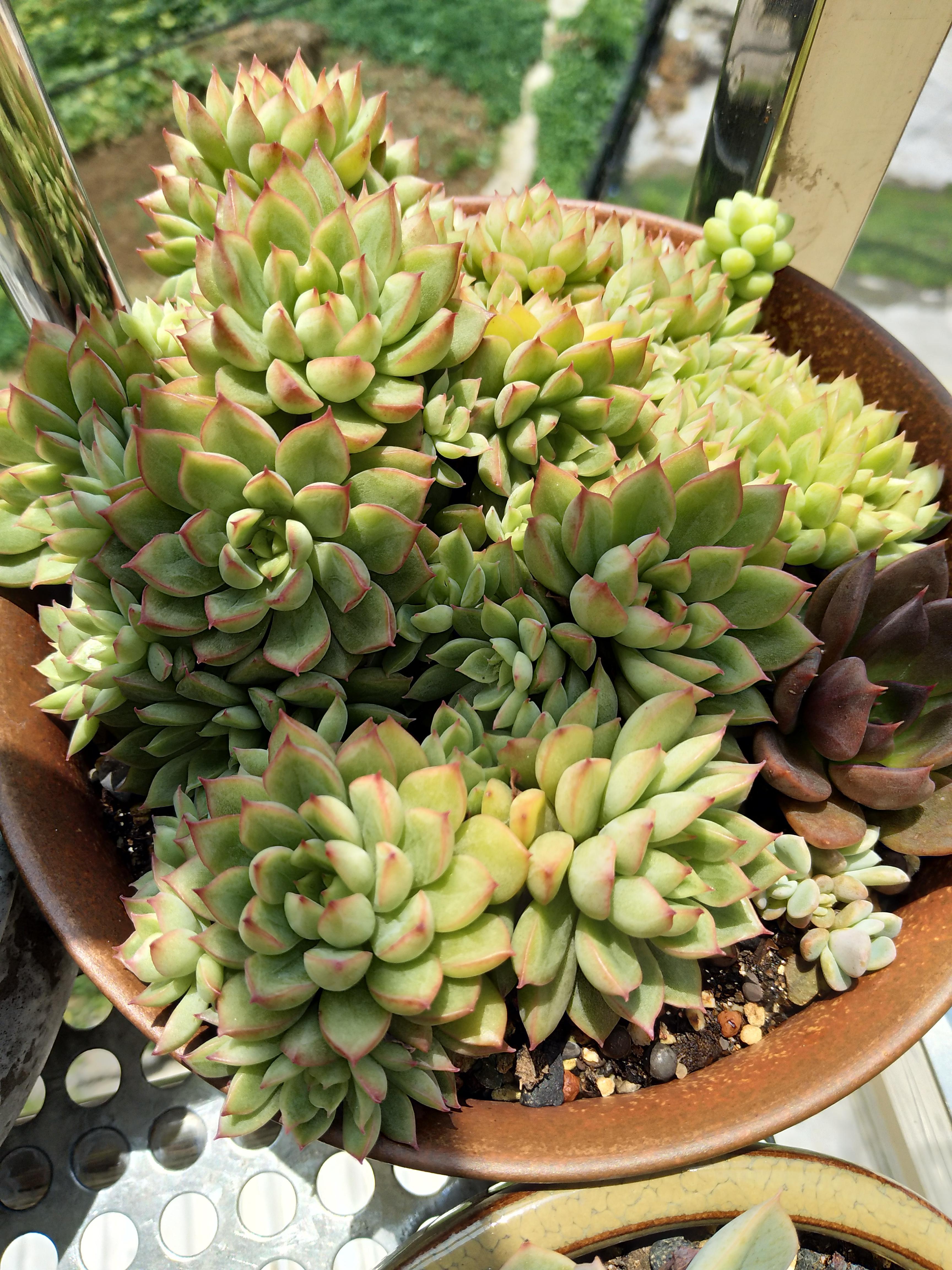 Raise succulent plants in August and make 4 key looks to surprise you in September.