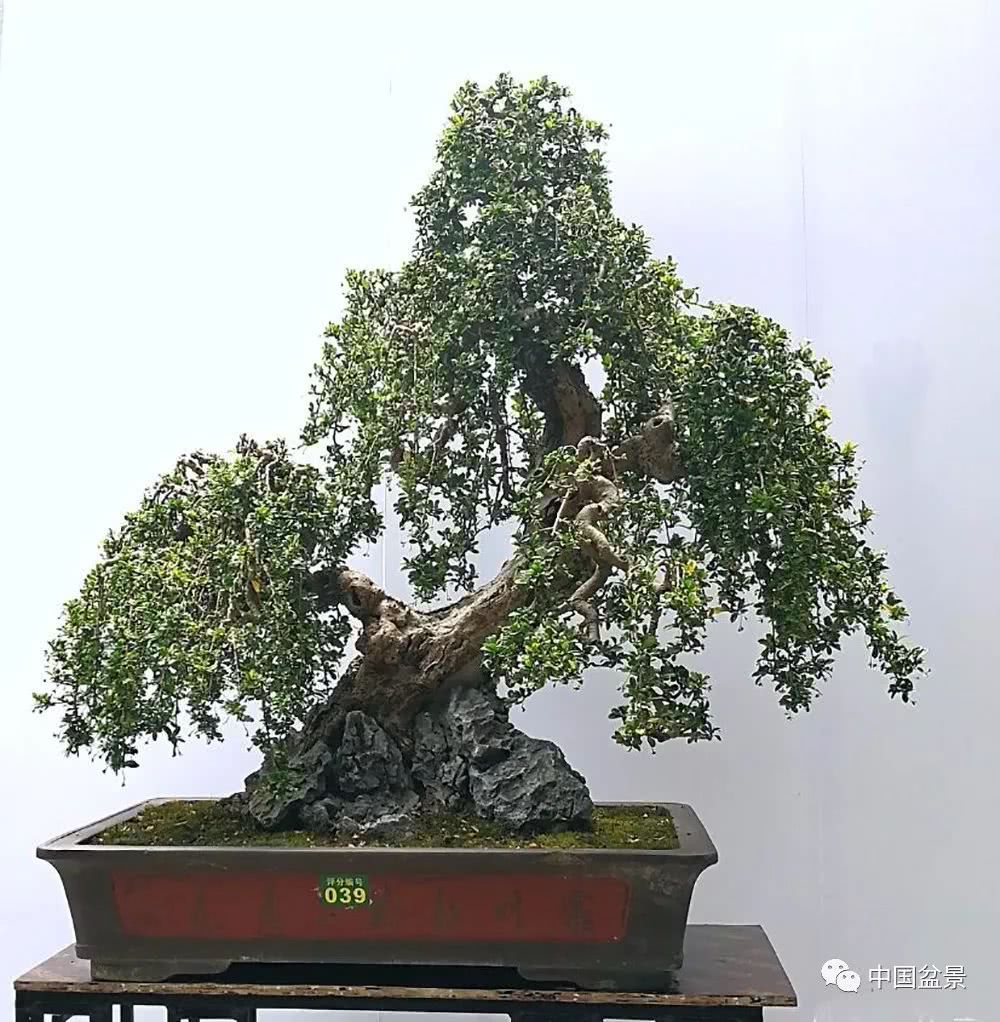 If you buy bonsai to collect, then you have to read this article.