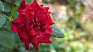 The simplest method of cutting rose