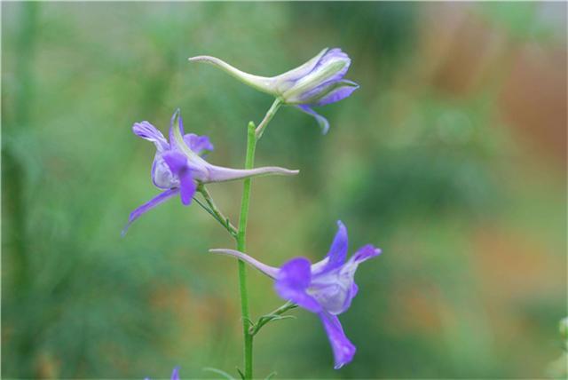 How to fertilize delphinium the fertilization skills of delphinium are best managed in this way.