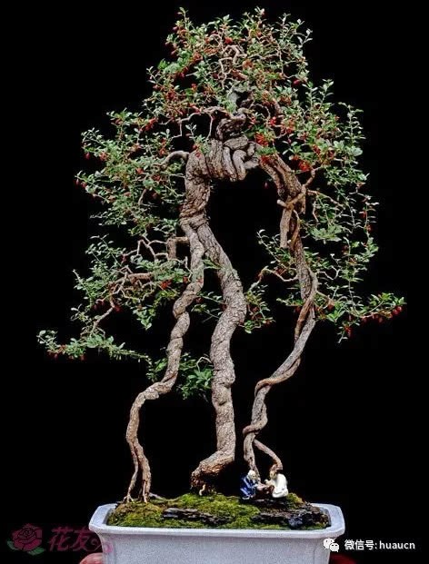 Experience of multi-fruit maintenance of Chinese wolfberry bonsai