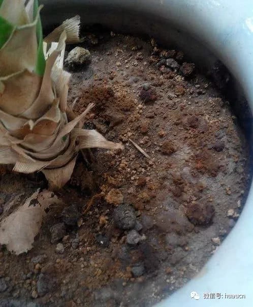 How to do the soda in the flowerpot soil?