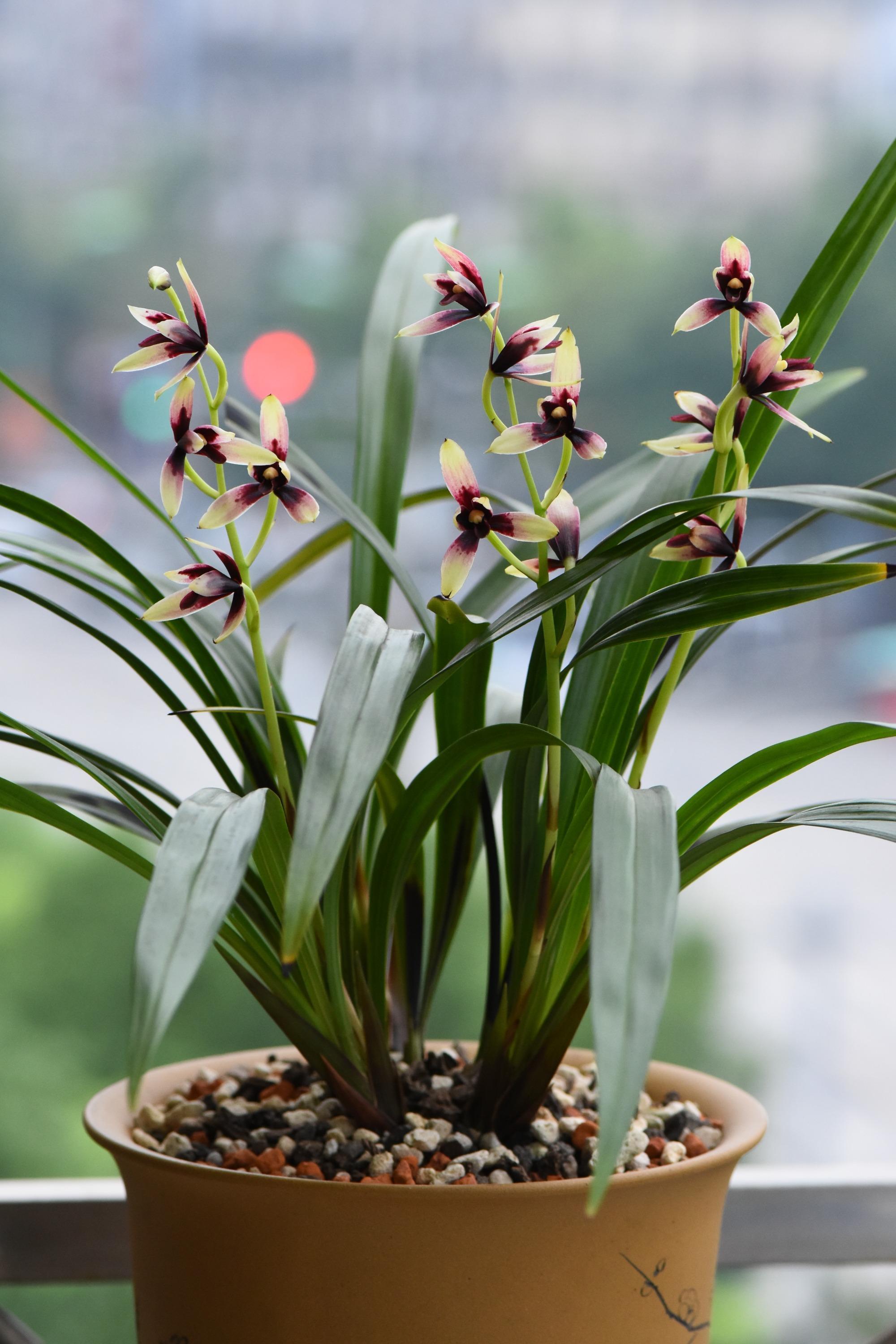 It is very important to pot the orchid for four steps, not to rot the roots, not to scorch the leaves, to blossom and fragrance, and to spend less money.