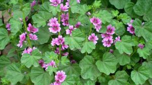 The difference between round-leaf mallow and wild sunflower