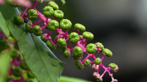 The difference between American pokeweed and pokeweed