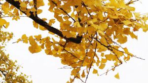 The difference between Apricot Tree and Ginkgo Tree