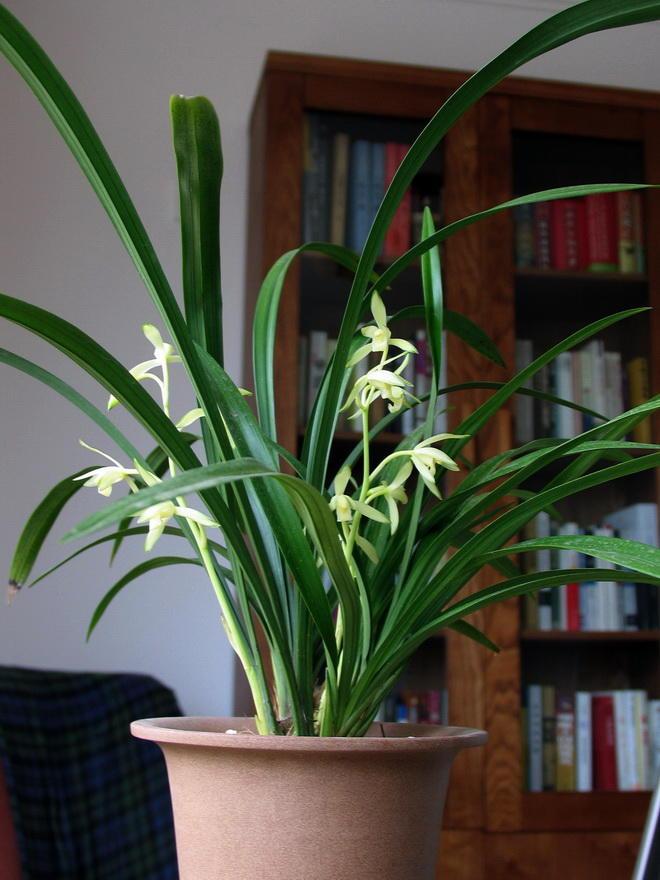 When my husband changed the pot of the orchid, he took the rotten root as a treasure, but I was surprised when it sprouted.