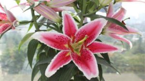 Is it unlucky to have lilies at home?