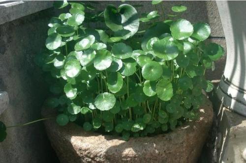 If you want to turn the copper grass into a waterfall, it is very easy to make these leaves as big as a waterfall.