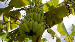 The difference between Banana Tree and Banana Tree