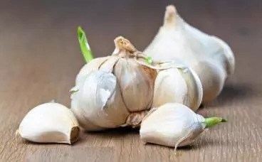 Garlic germinates in a few days. How to prevent garlic from germinating?